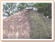 New Thatching